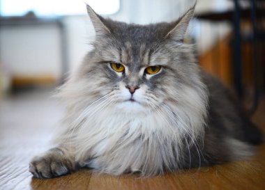 Kapatmak yukarıya-in Farsça Kediler oyun kedi Cafe kahve dükkanında