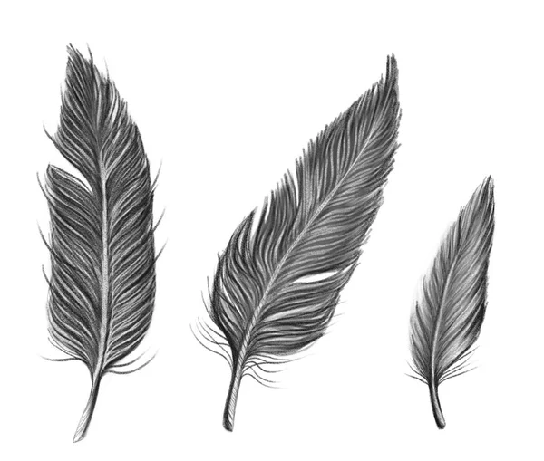 Dibujado por lápiz negro conjunto de plumas —  Fotos de Stock