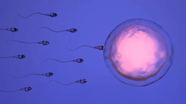 Pupuk Alami Telur Manusia Oleh Sel Sperma Spermatozoon Rendering — Stok Foto