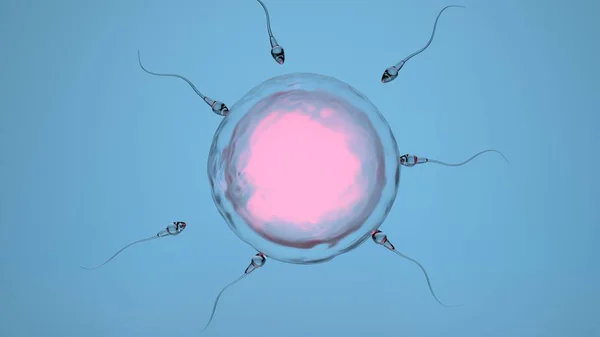 Sperm hücresiyle insan yumurtasının doğal döllenmesi, spermatozoonlar, 3 boyutlu görüntüleme.
