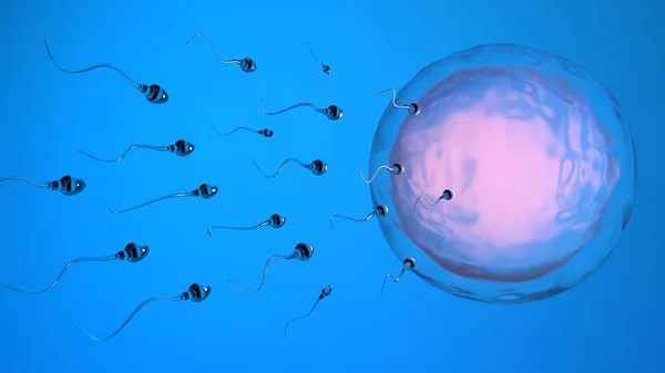 Zapłodnienie Ludzkiego Jaja Przez Komórki Plemników Spermatozony Renderowanie — Zdjęcie stockowe