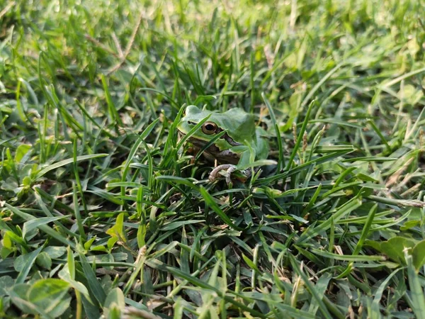 Rana Hierba Bokeh Hermosa Rana Verde Sentado — Foto de Stock