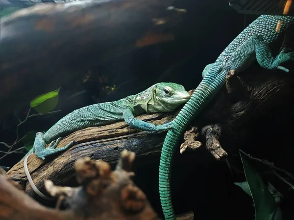 Lagarto Ramo Réptil Sentado Ramo — Fotografia de Stock