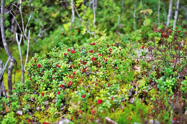 Egy Bokor Vad Érett Tehénbogyó Erdőben Lingonberry Zöld Levelekkel Piros — Stock Fotó