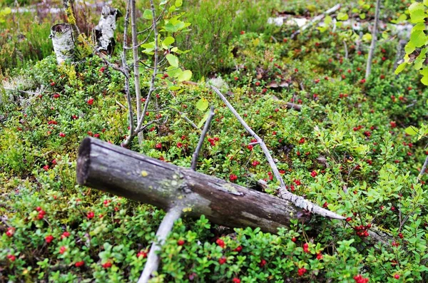 Egy Bokor Vad Érett Tehénbogyó Erdőben Lingonberry Zöld Levelekkel Piros — Stock Fotó