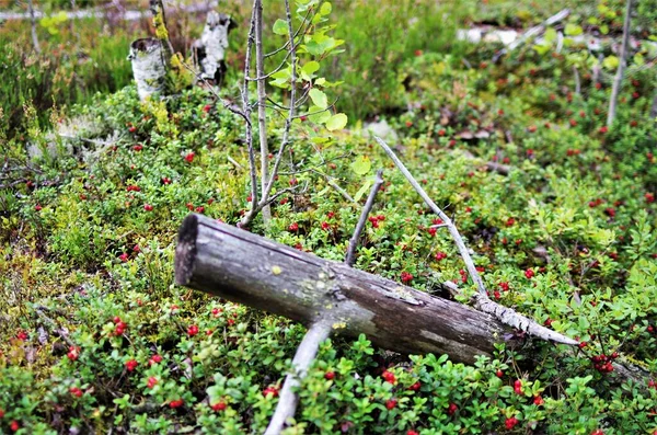 Egy Bokor Vad Érett Tehénbogyó Erdőben Lingonberry Zöld Levelekkel Piros — Stock Fotó