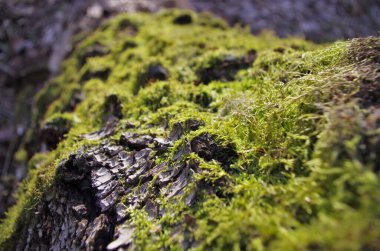 Ormandaki yaşlı bir ağaçta güzel yeşil yosunlar yetişir, manzarayı kapatır, makro. Duvar kağıdı için güzel yosun arkaplanı.