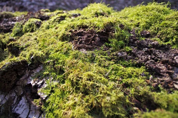 Gyönyörű Zöld Moha Egy Régi Erdőben Közelről Kilátás Makró Gyönyörű — Stock Fotó