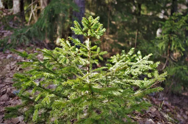 Joven Árbol Navidad Cultivo Abeto Pequeño — Foto de Stock