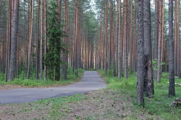 Bosque Pinos Rusia Troncos Rectos Árboles Altos Día Soleado — Foto de Stock