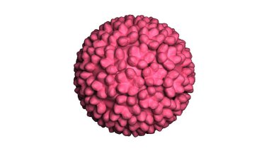 İnsan papillomavirüs hücreleri. HPV. İllüstrasyon kavramı. 3 Boyutlu Hazırlama.