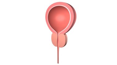 Prostatlı insan mesanesi. Beyazda izole edilmiş. 3 Boyutlu Hazırlama.