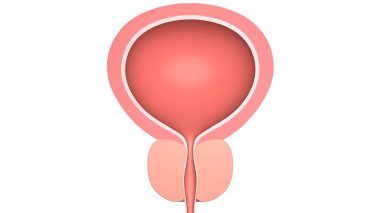 Prostatlı insan mesanesi. Beyazda izole edilmiş. 3 Boyutlu Hazırlama.