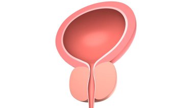 Prostatlı insan mesanesi. Beyazda izole edilmiş. 3 Boyutlu Hazırlama.