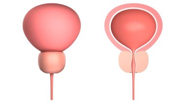 Prostatlı insan mesanesi. Beyazda izole edilmiş. 3 Boyutlu Hazırlama.