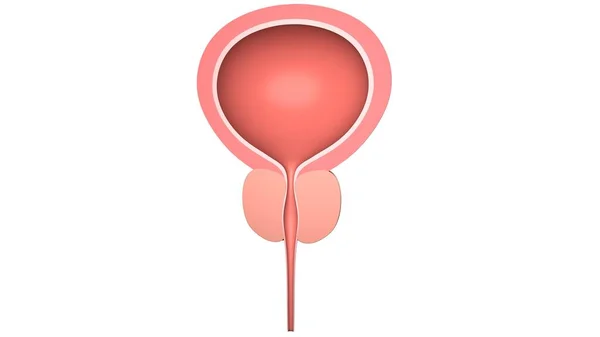 Prostatlı insan mesanesi. Beyazda izole edilmiş. 3 Boyutlu Hazırlama.