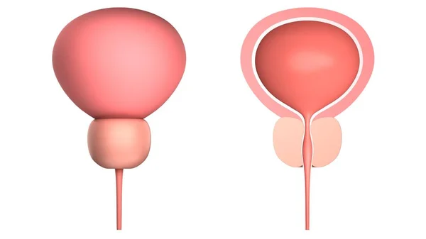 Emberi Húgyhólyag Prosztatával Elszigetelve Fehérektől Renderelés Jogdíjmentes Stock Képek