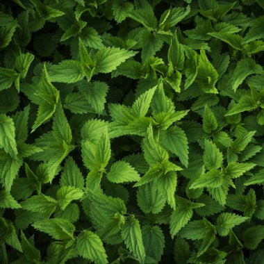 Yeşil ısırgan yaprakları