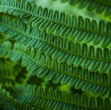 Green fern leaves clipart