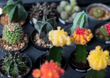 Çiçekli kaktüs renkli kaktüs.