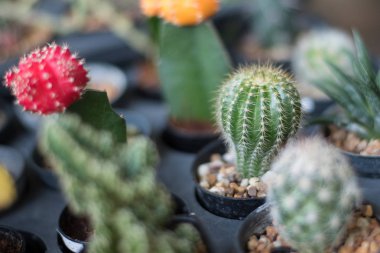 Çiçekli kaktüs renkli kaktüs.