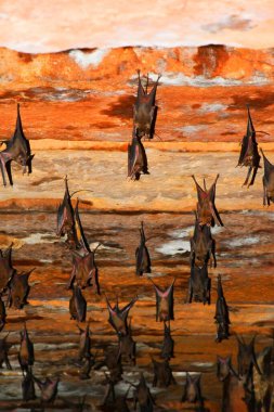 Bats hanging on sealing roof at Kutch, Gujarat, India clipart