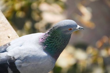 Yerli güvercinler / yabani güvercinler (Gujarat - Hindistan) mavi gökyüzü güvercinleri / yabani güvercinler, gökyüzünde uçan kuşlar