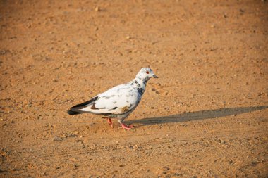Yerli güvercinler / yabani güvercinler (Gujarat - Hindistan) mavi gökyüzü güvercinleri / yabani güvercinler, gökyüzünde uçan kuşlar