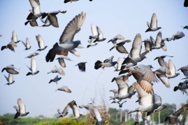 Yerli güvercinler / yabani güvercinler (Gujarat - Hindistan) mavi gökyüzü güvercinleri / yabani güvercinler, gökyüzünde uçan kuşlar