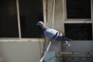 Yerli güvercinler / yabani güvercinler (Gujarat - Hindistan) mavi gökyüzü güvercinleri / yabani güvercinler, gökyüzünde uçan kuşlar