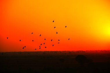 Yerli güvercinler / yabani güvercinler (Gujarat - Hindistan) mavi gökyüzü güvercinleri / yabani güvercinler, gökyüzünde uçan kuşlar