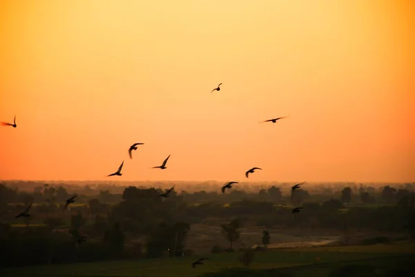 Haustauben Wildtauben Gujarat Indien Schwärmen Flug Gegen Blauen Himmel Haustauben — Stockfoto