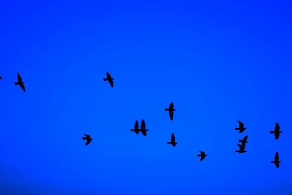 Haustauben Wildtauben Gujarat Indien Schwärmen Flug Gegen Blauen Himmel Haustauben — Stockfoto