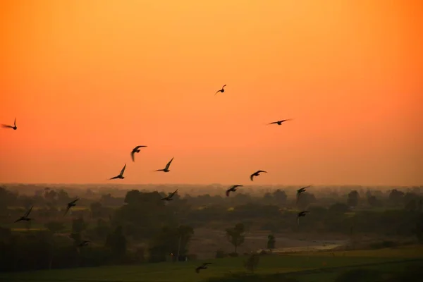 Pombos Domésticos Pombo Selvagem Gujarat Índia Rebanho Voo Contra Céu — Fotografia de Stock