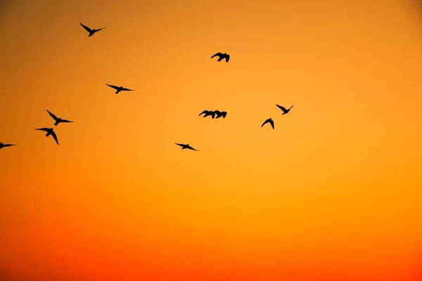 Domestic Pigeons Feral Pigeon Gujarat India Flock Flight Blue Sky — Stock Photo, Image