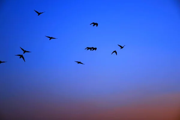 Domestic Pigeons Feral Pigeon Gujarat India Flock Flight Blue Sky — Stock Photo, Image