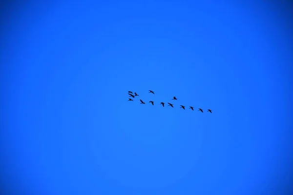 Haustauben Wildtauben Gujarat Indien Schwärmen Flug Gegen Blauen Himmel Haustauben — Stockfoto