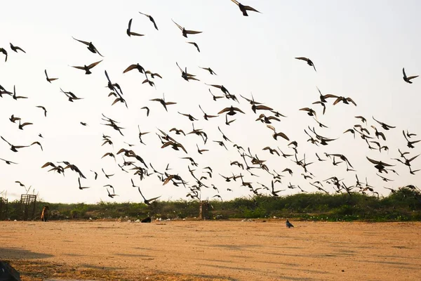 Haustauben Wildtauben Gujarat Indien Schwärmen Flug Gegen Blauen Himmel Haustauben — Stockfoto