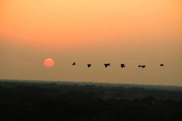 Pombos Domésticos Pombo Selvagem Gujarat Índia Rebanho Voo Contra Céu — Fotografia de Stock