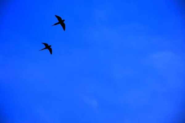 古吉拉特 群居在蓝天下 鸟儿在空中飞翔 — 图库照片