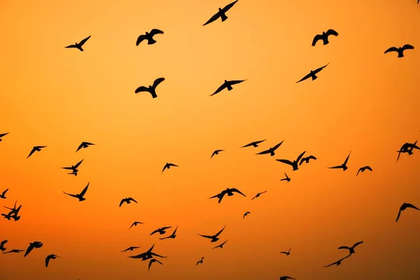 Domestic Pigeons Feral Pigeon Gujarat India Flock Flight Blue Sky — Stock Photo, Image