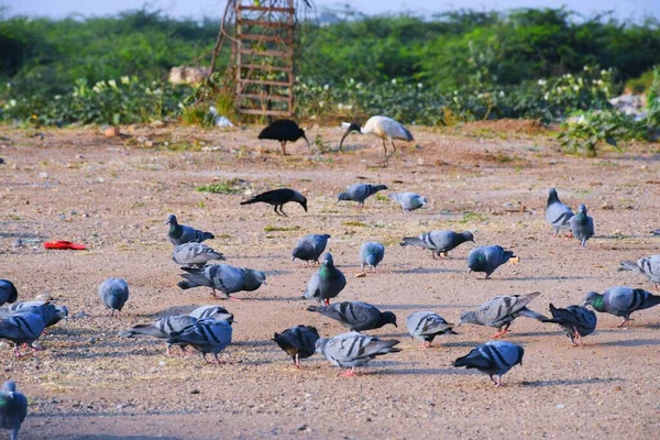Házi Galambok Vadgalamb Gujarat India Kék Ellen Repülnek Házi Galambok — Stock Fotó