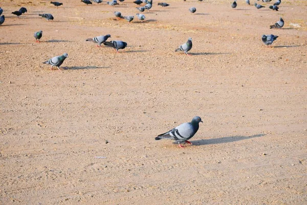 Yerli Güvercinler Yabani Güvercinler Gujarat Hindistan Mavi Gökyüzü Güvercinleri Yabani — Stok fotoğraf