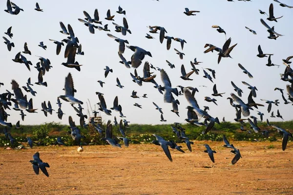 Yerli Güvercinler Yabani Güvercinler Gujarat Hindistan Mavi Gökyüzü Güvercinleri Yabani — Stok fotoğraf
