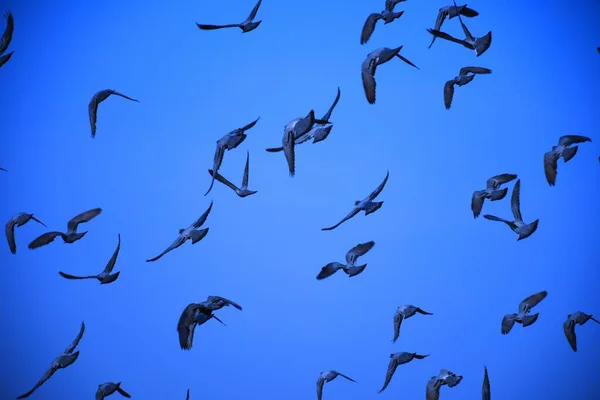 Haustauben Wildtauben Gujarat Indien Schwärmen Flug Gegen Blauen Himmel Haustauben — Stockfoto