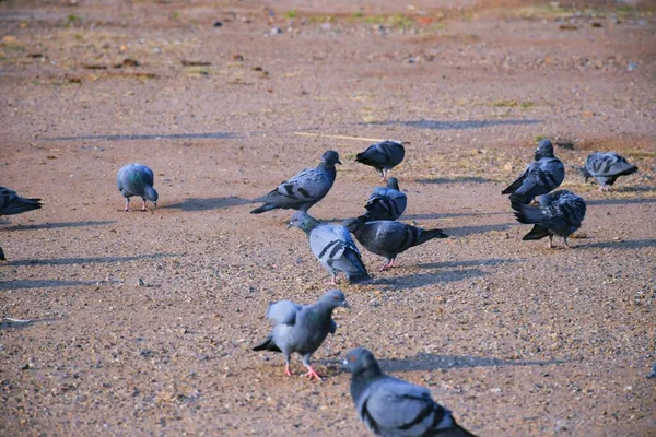 Piccioni Domestici Piccione Ferale Gujarat India Gregge Volo Contro Cielo — Foto Stock