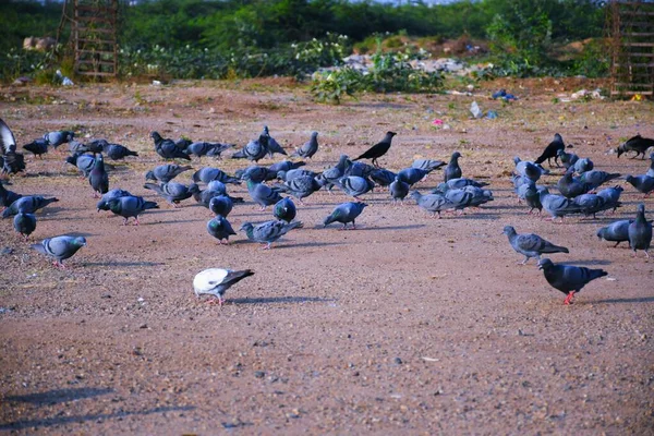 Huisduif Wilde Duif Gujarat India Vlucht Tegen Blauwe Lucht Huisduif — Stockfoto