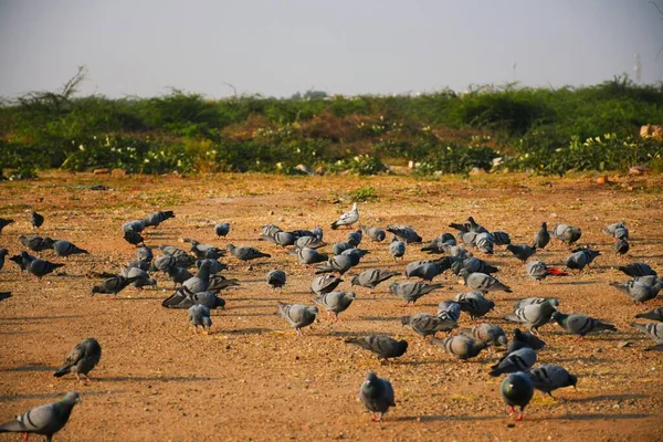 Domestic Pigeons Feral Pigeon Gujarat India Flock Flight Blue Sky — Stock Photo, Image