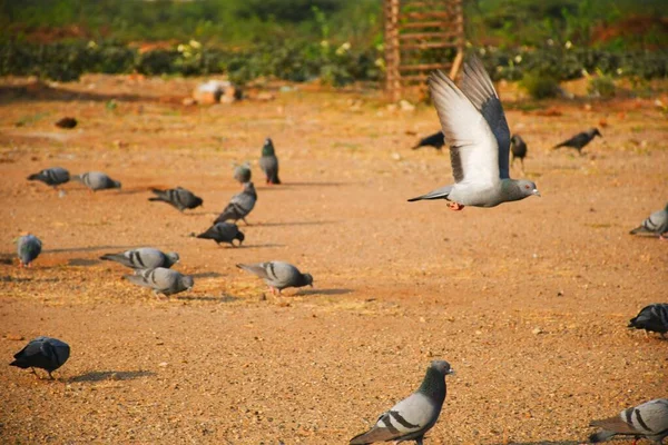 Huisduif Wilde Duif Gujarat India Vlucht Tegen Blauwe Lucht Huisduif — Stockfoto