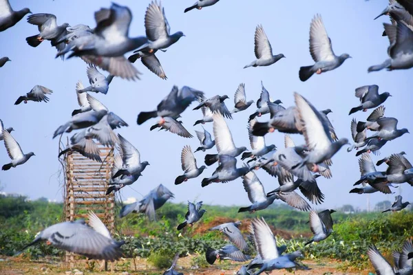 Pigeons Domestiques Pigeons Sauvages Gujarat Inde Volent Contre Ciel Bleu — Photo
